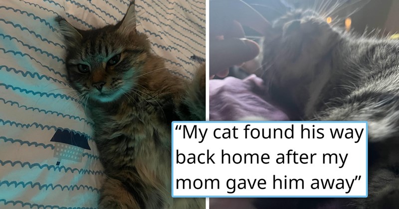 story about a cat who was given away escaping his new home and running back to his old owners | thumbnail includes two pictures of cute cats 'My cat found his way back home after my mom gave him away'