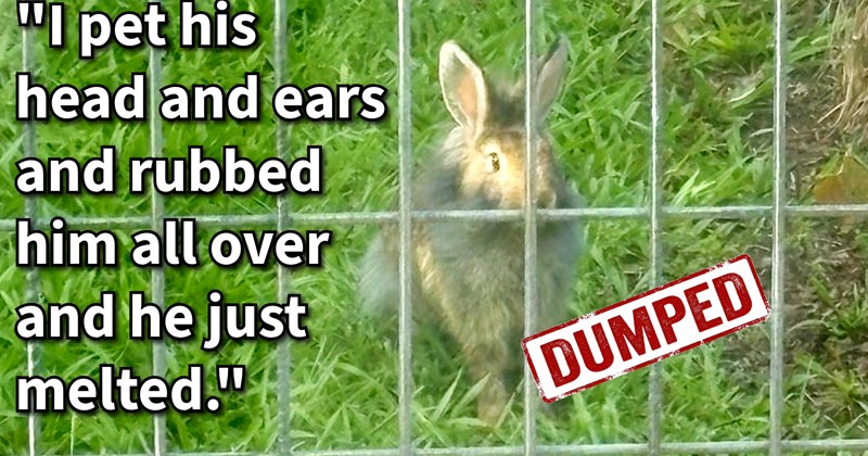 Lone baby saved from family recklessly released rabbits by mother daughter duo who gave it life of love luxury:‘Finally, when doing my normal hand down allow sniff before lightly petting, he nudged my hand.’ | thumbnail includes one image which shows a small gray rabbit sitting in grass field behind gray metal fence ‘“I pet his head and ears and rubbed him all over and he just melted.”’ ‘DUMPED’