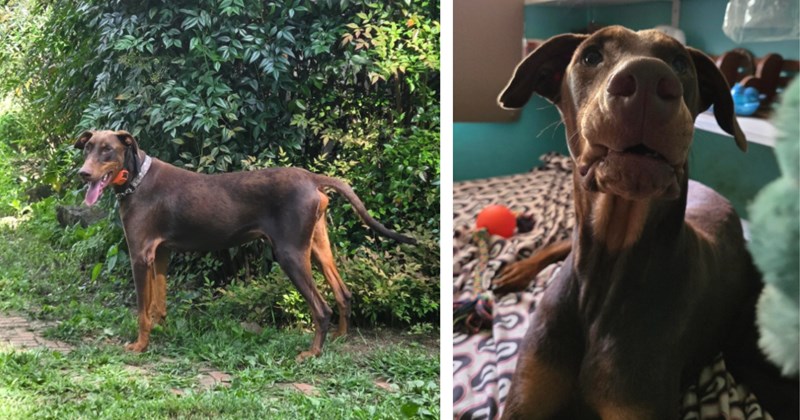 A Doberman's journey from confident to skittish concerns his loving owner, he does everything he can to socialize him and bring his confidence back in heartwarming story
