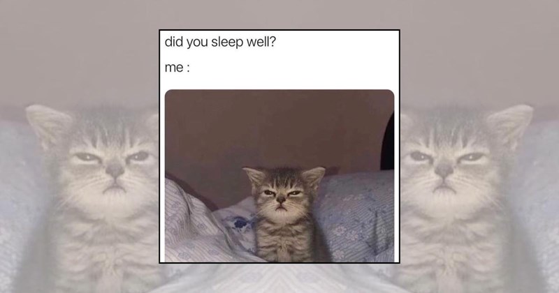 small cats wholesome cats tiny kitten cute kittens Cats - 46340613