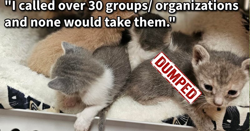12 newborn kittens dumped during rain storm saved animal control by cat lover who cared them 72hrs straight, fighting keep them alive find homes: ‘All the kittens are alive and well with fosters!‘ | thumbnail includes one image which shows several kittens of various colors bundled together in cat carrier ‘“I called over 30 groups/organizations and none would take them.”’ ‘DUMPED’