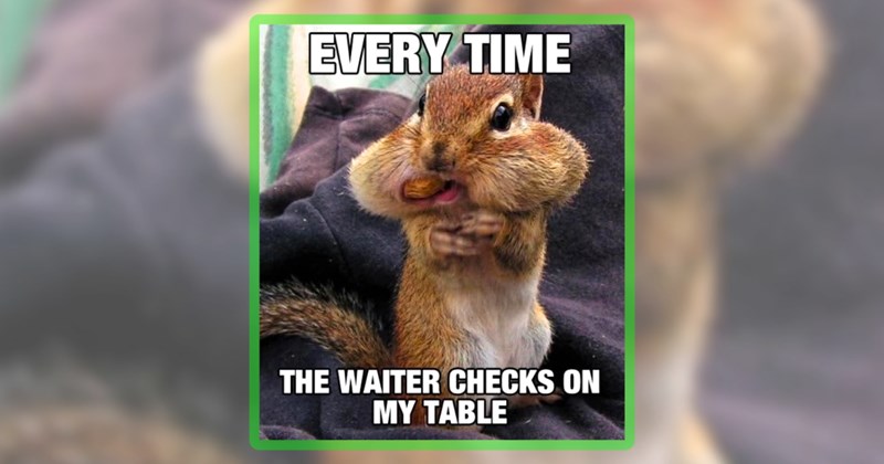 25 animal memes | thumbnail includes one meme including 'EVERY TIME THE WAITER CHECKS ON MY TABLE'