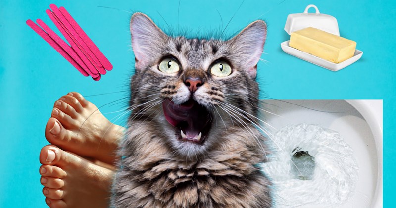 Stories and anecdotes from cat owners of their cats' obsessions | Thumbnail includes one picture of a Tabby cat on a turquoise background surrounded by random objects