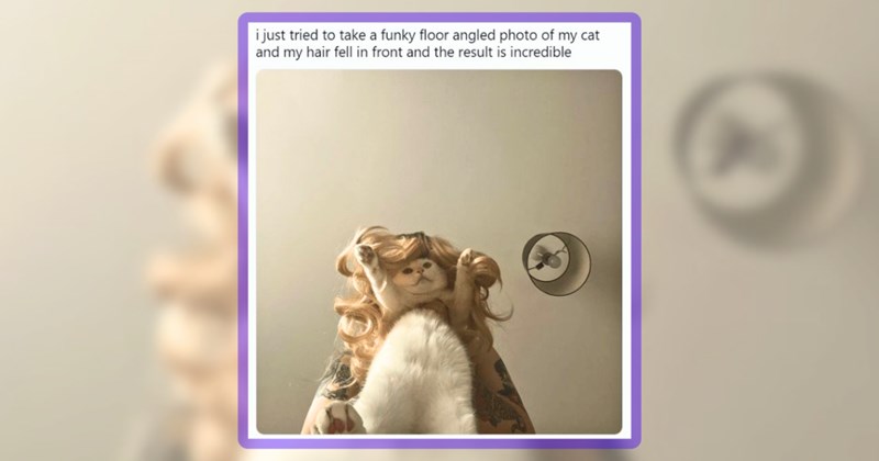39 cat memes | thumbnail includes one meme including 'i just tried to take a funky floor angled photo of my cat and my hair fell in front and the result is incredible'