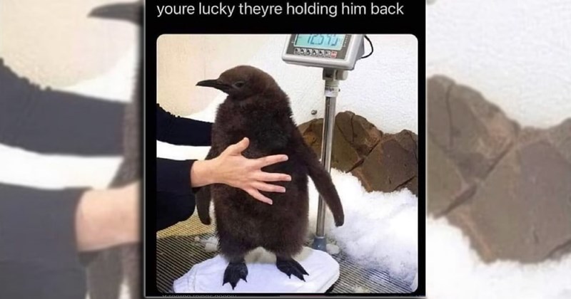 humor wholesome dogs pet parents fur family pets cat people puppies kitten doggo comedy Cats funny animals Funny Animals - 46346501