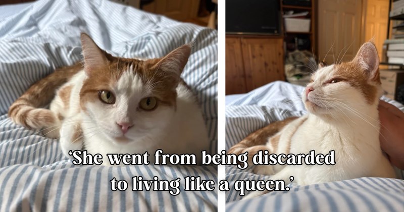 22 tetx pictures, 4 cat pictures, 3 cat and text pictures | thumbnail includes two pictures of a cat, and ‘She went from being discarded to living like a queen.’