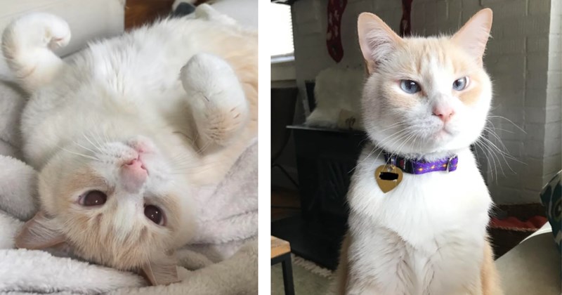 '11/11/11 was one of the best days of my life': Cat mom recounts the love and support from her favorite feline friend after he crosses the rainbow bridge in heartwarming story