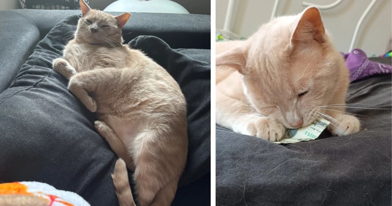 '$800 at the ER vet later, and he's just orange': One-brain-cell orange cat decides to help his automatic litter box break up clumps, in hilarious turn of events owner goes from worried to broke but relieved