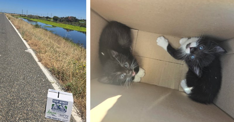 Story of cyclist finding, rescuing, and adopting two abandoned tuxedo cats | Thumbnail includes one picture of a box on a remote road including 'FOUR MONKS DISTILLED WHITE VINEGAR VINAGRE BLANCO DESTILADO COCINA 10/28/2862 ENLATADO 912LIMPIEZA 2-PACK/PAQUETE DE 22- WZCALSTO' and one picture of two tuxedo kittens in a cardboard box 