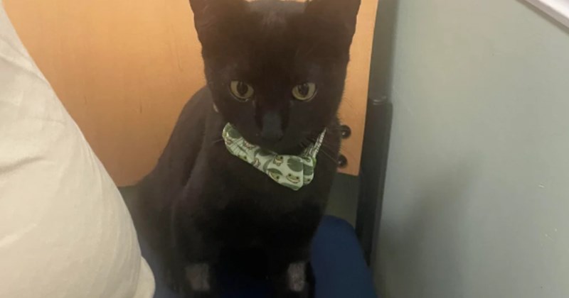 'Went on a family vacation to Puerto Rico and came home with a kitten': The story of how any situation can be struck by the cat distribution system