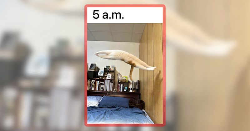 28 cat memes | thumbnail includes one meme including '5 a.m.'