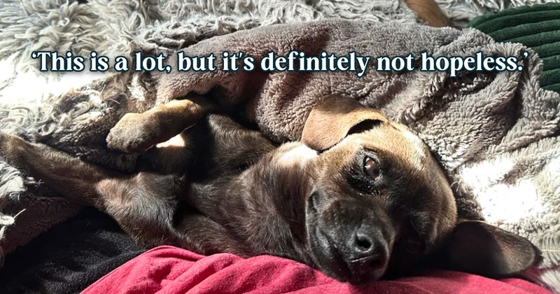 23 text pictures, 4 puppy pictures | thumbnail includes one picture of a puppy, and ‘This is a lot, but it's definitely not hopeless.’