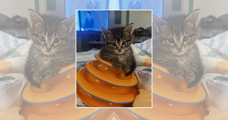 teeny tiny kittens silly kitties wholesome cats smol Cats - 46354181