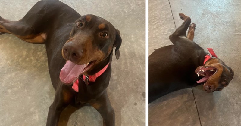 Veterinarian finds stray Doberman on the streets of Indiana, he takes him in as a foster but needs permanent home due to other dogs, commenters come in with hope for a home