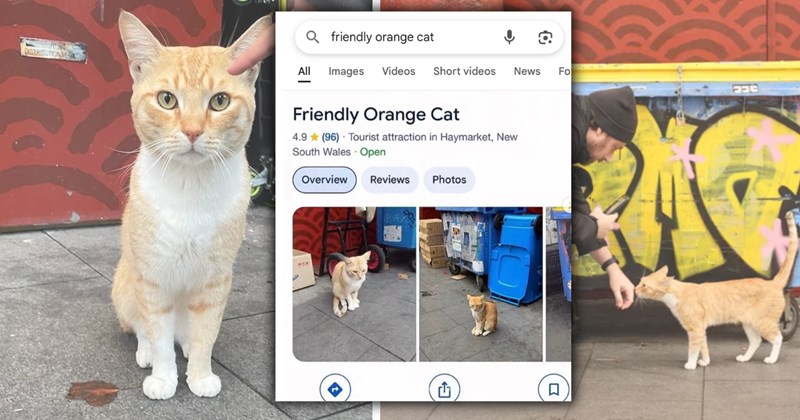 Story and commentary on cat getting removed as tourist attraction from Google Maps | Thumbnail includes two pictures of an orange cat in Sydney, and one screenshotQ friendly orange cat All Images Videos Short videos News Friendly Orange Cat 4.9 (96) Tourist attraction in Haymarket, New South Wales Open Overview Reviews Photos  ☐ Fo' including '