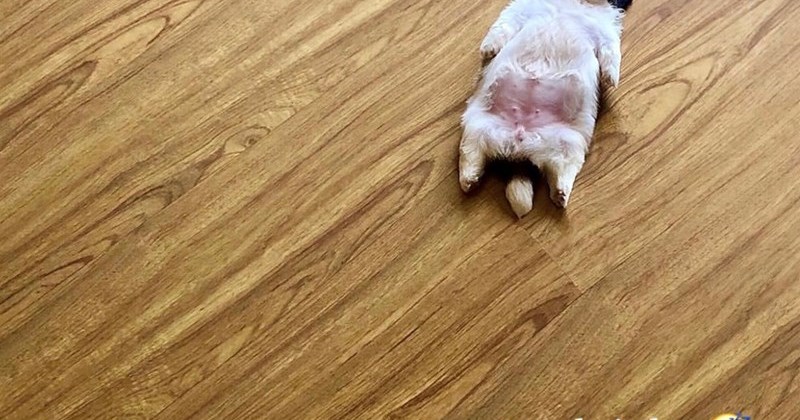 humor wholesome dogs pet parents fur family pets puppies doggo comedy funny animals Doggos - 46356997