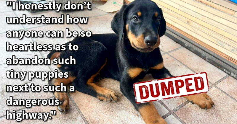 Dumped puppy found garbage food bag saved serial pupper rescuer who simply couldn’t let him go, giving him furever home family: ‘He’s so cute. I can’t wait to spend time with him after I get back from work.’ | thumbnail includes one image which shows a small black and brown puppy lying on floor ‘“I honestly don’t understand how anyone can be so heartless as to abandon such tiny puppies next to such a dangerous highway.”’