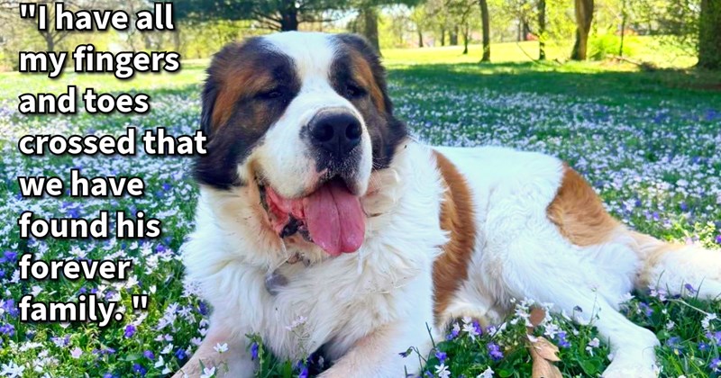 Senior Saint Bernard finally finds home when Reddit community rallies adopt him after his mom lost home didn’t want surrender shelter: ‘A wonderful couple has reached, they sound like the absolute dream family for this fella.’ | thumbnail includes one image which shows a saint bernard lying in a flowery meadow ‘“I have all my fingers and toes crossed that we have found his forever family.”’