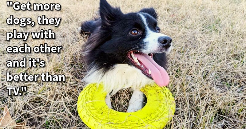 14 Ways Delight Your Dog Child Without Spending  Buck | thumbnail includes one image which shows a black and white dog lying in a field panting with yellow frisbee dog toy ‘“Get more dog, they play with each other and it’s better than TV.”’