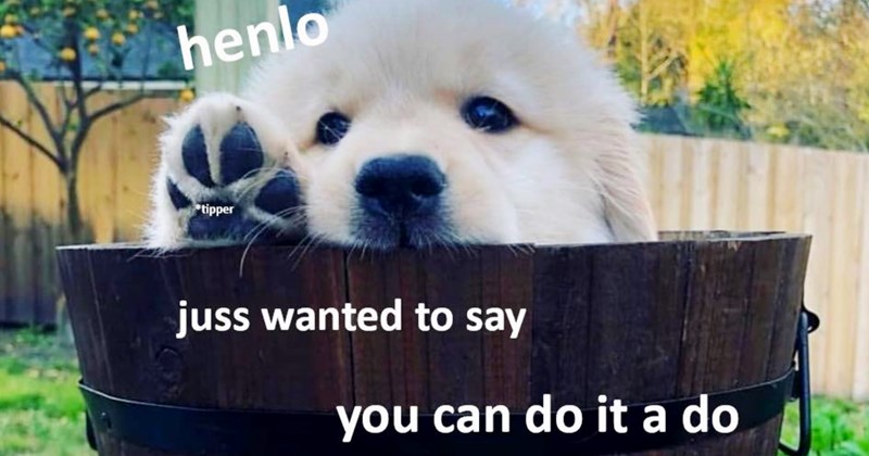 28 Pawsitive Pupper Memes Make You Feel Like You’ve Been Good Hooman | thumbnail includes one image which shows a small white puppy in a deep bucket only part of head showing above ‘henlo’ ‘juss wanted to say’ ‘you can do it a do’
