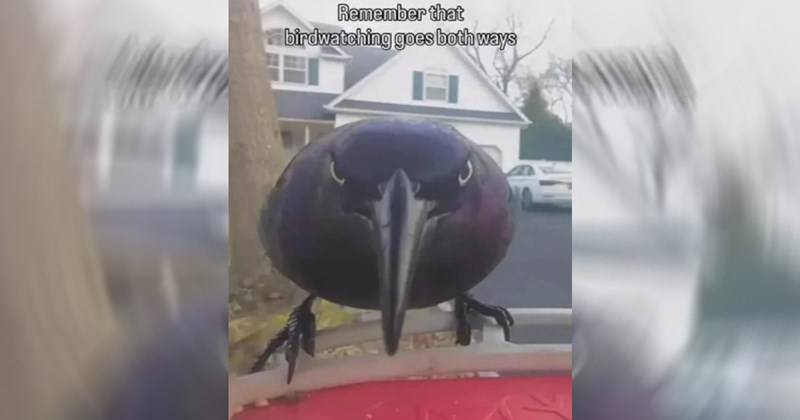 A Winding Road of 23 Memes