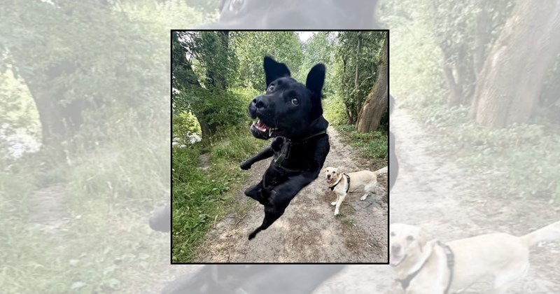 Doggos jumping dogs floppy ears happy dogs cute dogs dog pictures weekend vibes FRIDAY dog photos silly dogs funny dogs dogs jumping TGIF dog lovers dog paws - 46363141