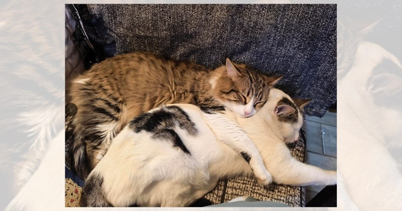 sleep memes adorable cats nap sleeping cats asleep cute cats funny cats cat photos sleep Cats sleeping sleepy Cats - 46363653