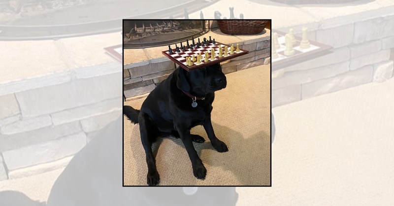 Doggos cute dogs dog pictures balancing dogs dog skills talented dogs silly dogs dog tricks funny dog pictures doggo funny dogs dog balancing dog lovers funny animals - 46363909