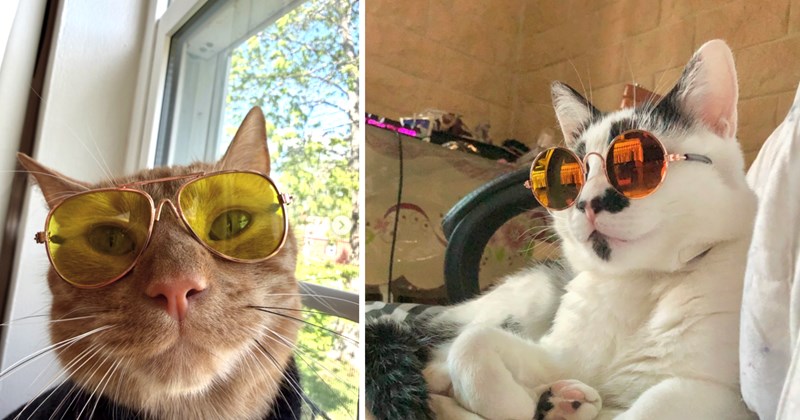 29 cat pictures | thumbnail includes two pictures of cats 