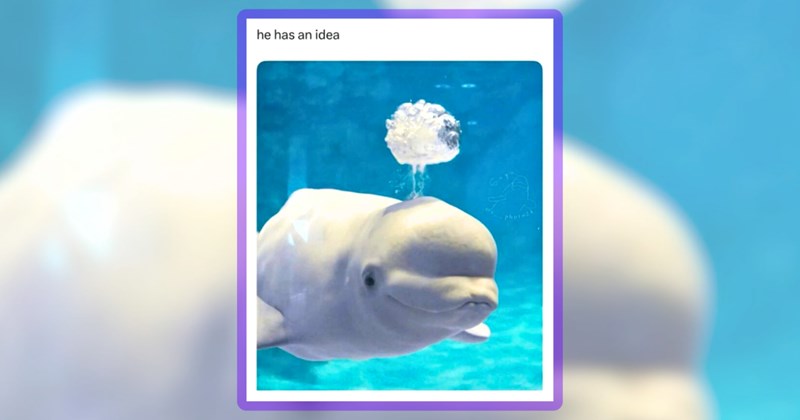 28 animal memes | thumbnail includes one meme including 'he has an idea'