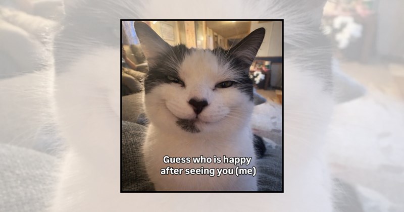 wholesome cats smiling cats adorable cats cat pictures smiley cat cute cats cute cat pictures funny cats happy cats cat lovers feline smiles Cats happy cat memes cat memes - 46368261