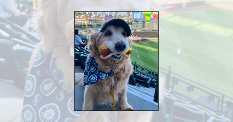 dogs cute dogs puppies sunday fun day wholesome dogs wholesome pups sunday adorable dogs cute puppies wholesome animals wholesome puppies sunday mood boost weekend dog lovers dos pictures Doggos - 46374149