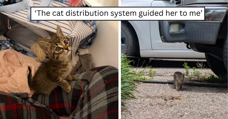 26 pictures of cats and text | thumbnail includes two pictures of cats and one picture of text including '‘The cat distribution system guided her to me’' 