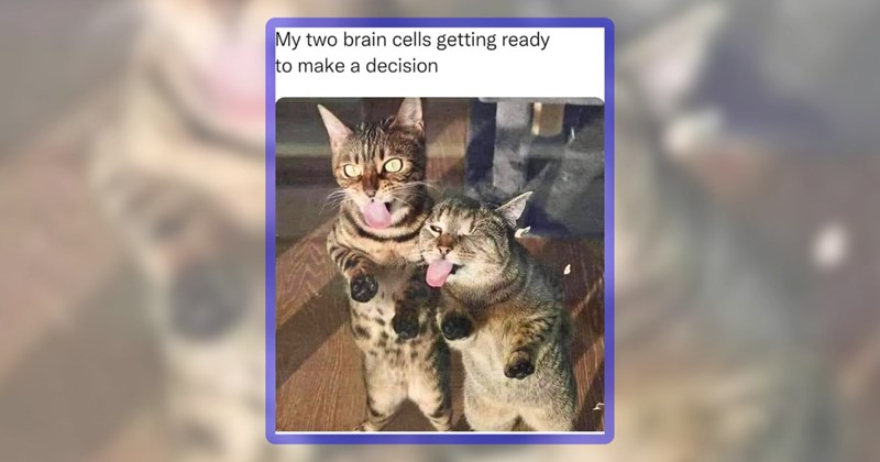 27 cat memes | thumbnail includes one meme including 'My two brain cells getting ready to make a decision'