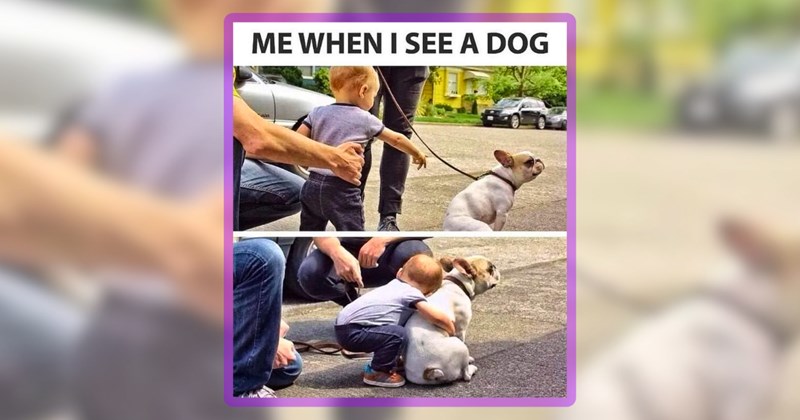 25 dog memes | thumbnail includes one meme including 'ME WHEN I SEE A DOG'