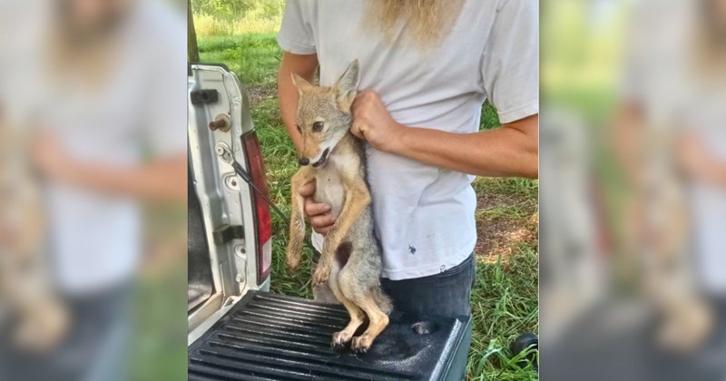 Story of coyote puppy rescue and return to wild | Thumbnail includes one picture of a farmer holding a coyote puppy 