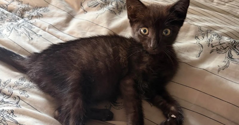 'The CDS knows exactly when to give you your best friend': One week after woman dumped via text a lost void kitten finds her to comfort her