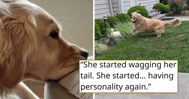 story about a golden retriever who lost its joy finding it again after becoming best friends with a duck | thumbnail includes one image of a sad dog and one of a dog and a duck playing together 'She started wagging her tail. She started… having personality again'