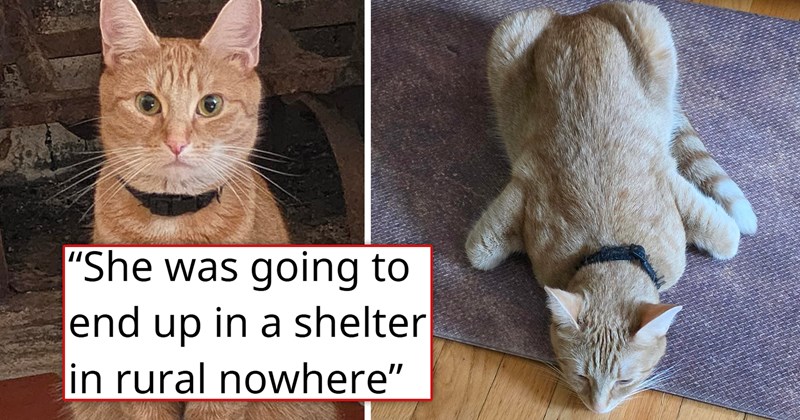 story about a sister having to adopt her brother's cat after his passing and her allergic roommates falling in love with it | thumbnail includes two pictures of a cute female orange cat and an orange cat in a funny position 'she was going to end up in a shelter in rural nowhere'