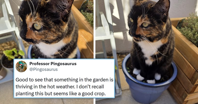 viral cat tweets from X | thumbnail includes two pictures of a calico cat sitting in a pot and one tweet 'Professor Pingosaurus @Pingosaurus Good to see that something in the garden is thriving in the hot weather. I don't recall planting this but seems like a good crop. 11:33 AM • Aug 7, 2026 440.3K Views 54 13.8K 38K 1K'