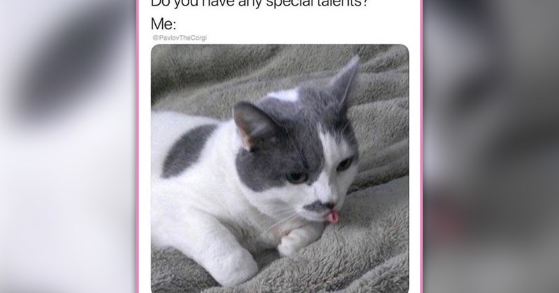 funny and wholesome cat memes | thumbnail includes one meme of a cat doing a blep 'Do you have any special talents? Me:'