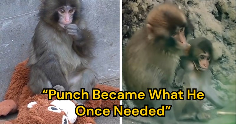 viral videos monkeys punch the monkey tokyo zoo Memes monkey animals Animals - 46382085