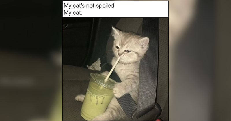 28 Freshly Brewed Feline Funnies for Your Coffee Break