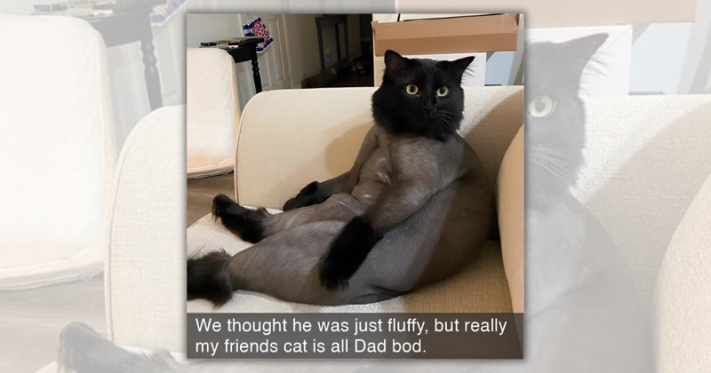 25 cat memes | Thumbnail includes one meme including 'We thought he was just fluffy, but really my friends cat is all Dad bod.'