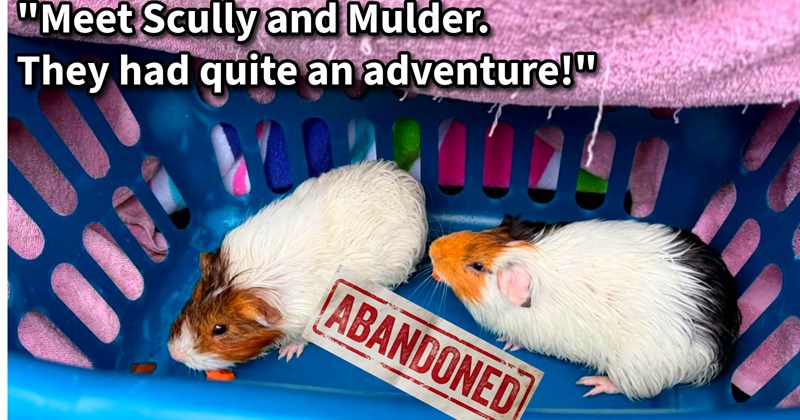 Abandoned guinea pigs found laundry basket behind TJ Maxx saved from storm mom daughter duo who finally give pigs some stability before finding homes: ‘They trapped basket with ramen noodles nothing else.’| thumbnail includes one image which shows a white and brown guinea pig and an orange and white guinea pig in a blue basket covered by pink towel ‘“Meet Scully and Mulder. They had quite an adventure!”’ ‘ABANDONED’