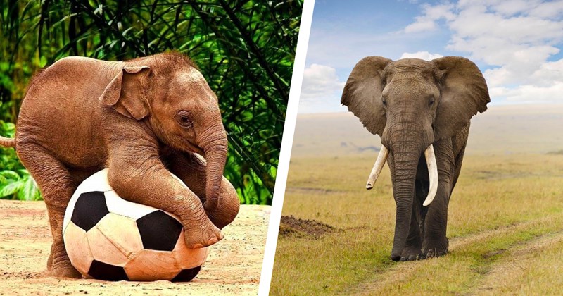 33 elephant pictures | thumbnail includes two pictures of elephants