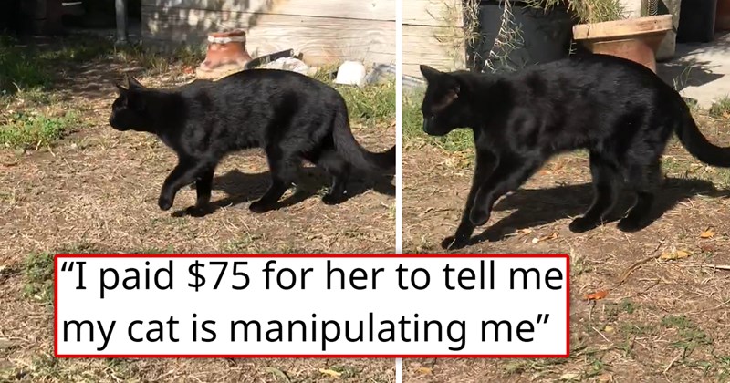 story about a cat faking a limp at home every time it wants something | thumbnail includes two pictures of a black cat limping 'I paid $75 for her to tell me my cat is manipulating me'