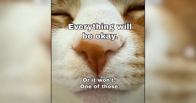 25 Existential Cat Memes for Felines Contemplating the Meaning of Meow