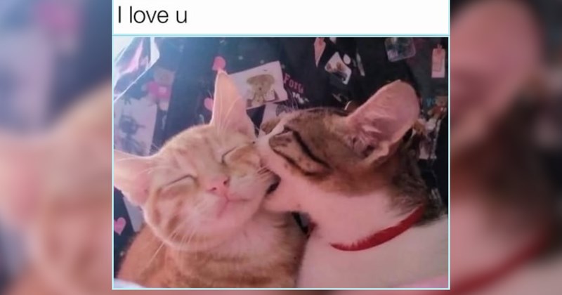 28 Pawsitively Precious Cats Purrfect For Flawless Friday Scrolls 