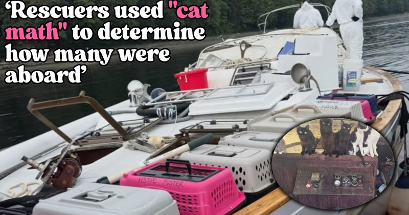 X thread about rescue of 30 cats from abandoned ship off of Washington coast | Thumbnail includes one picture of an abandoned boat filled with cat carriers, one picture of cats inside a boat, and one picture of text including '‘Rescuers used "cat math" to determine how many were aboard’'